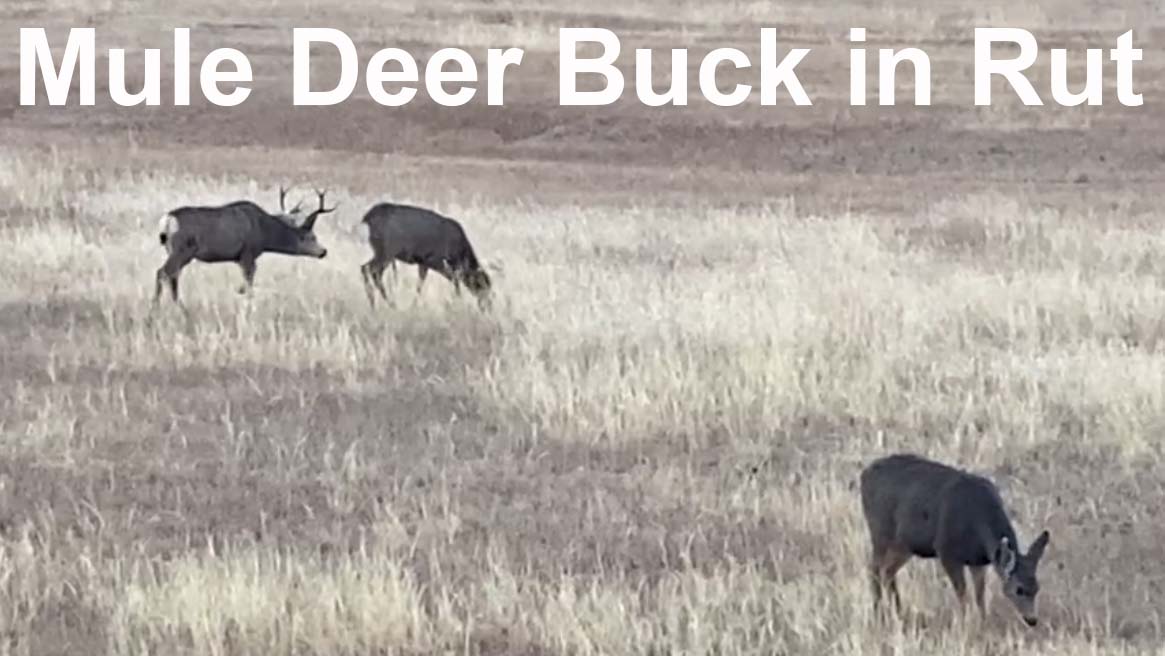 Mule Deer Bucks in Colorado