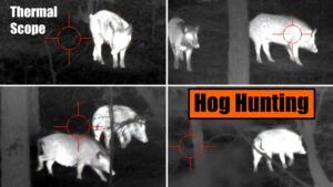 Thermal Scope Hog Hunting in SE Oklahoma