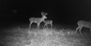 Whitetail Trail Cam Pics