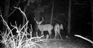 Whitetail Trail Cam Pics