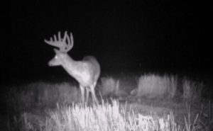 Whitetail Trail Cam Pics