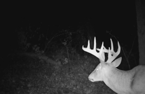 Whitetail Trail Cam Pics