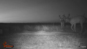 Whitetail Trail Cam Pics