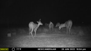 Whitetail Trail Cam Pics