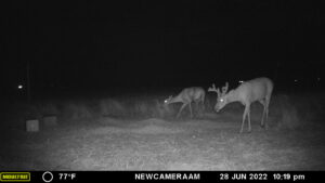 Whitetail Trail Cam Pics