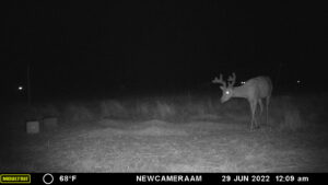 Whitetail Trail Cam Pics