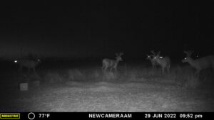 Whitetail Trail Cam Pics