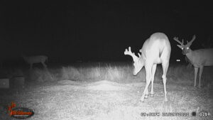 Whitetail Trail Cam Pics