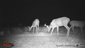 Whitetail Trail Cam Pics