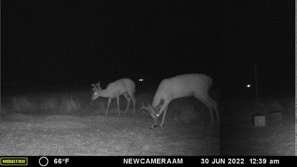 Whitetail Trail Cam Pics