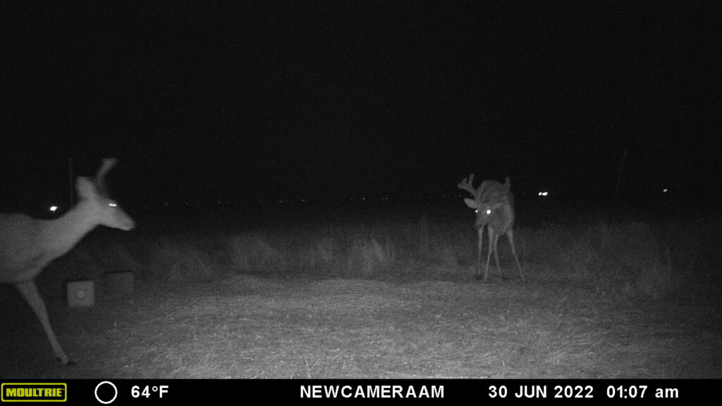 Whitetail Trail Cam Pics