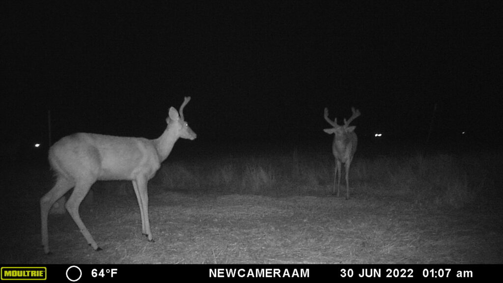 Whitetail Trail Cam Pics