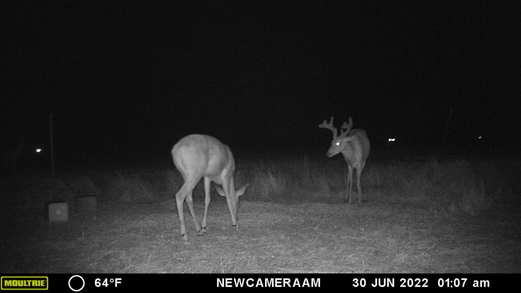 Whitetail Trail Cam Pics