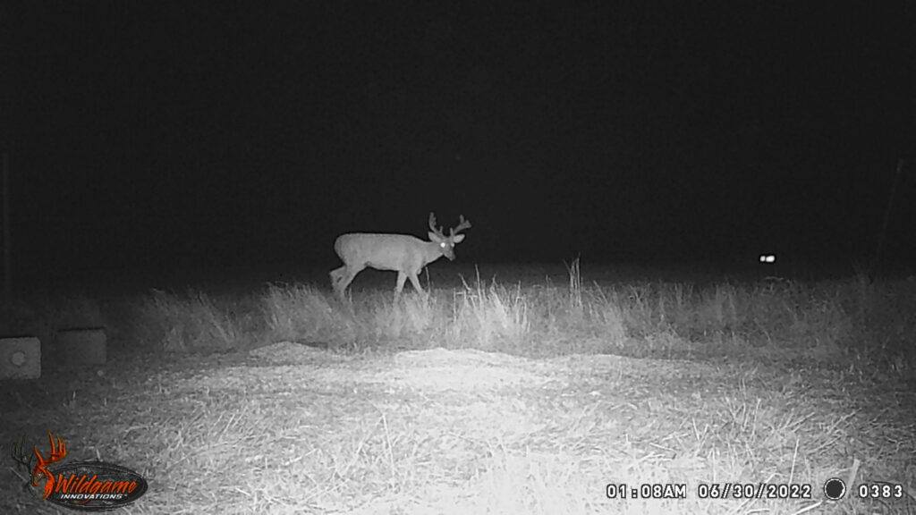 Whitetail Trail Cam Pics