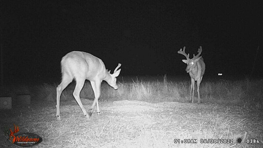 Whitetail Trail Cam Pics