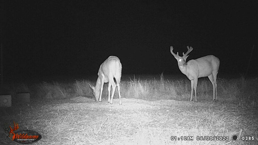 Whitetail Trail Cam Pics