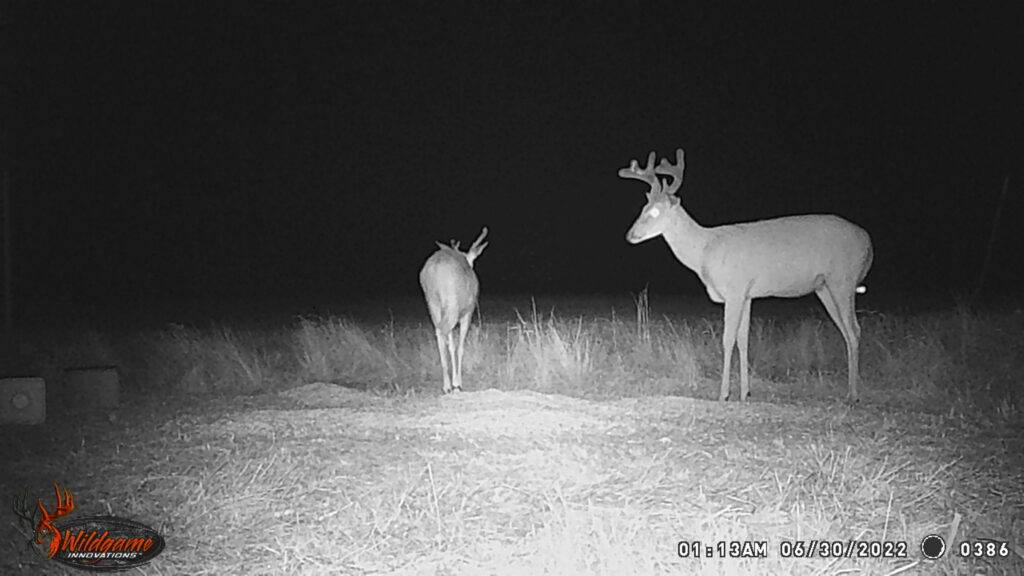 Whitetail Trail Cam Pics