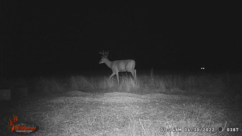 Whitetail Trail Cam Pics