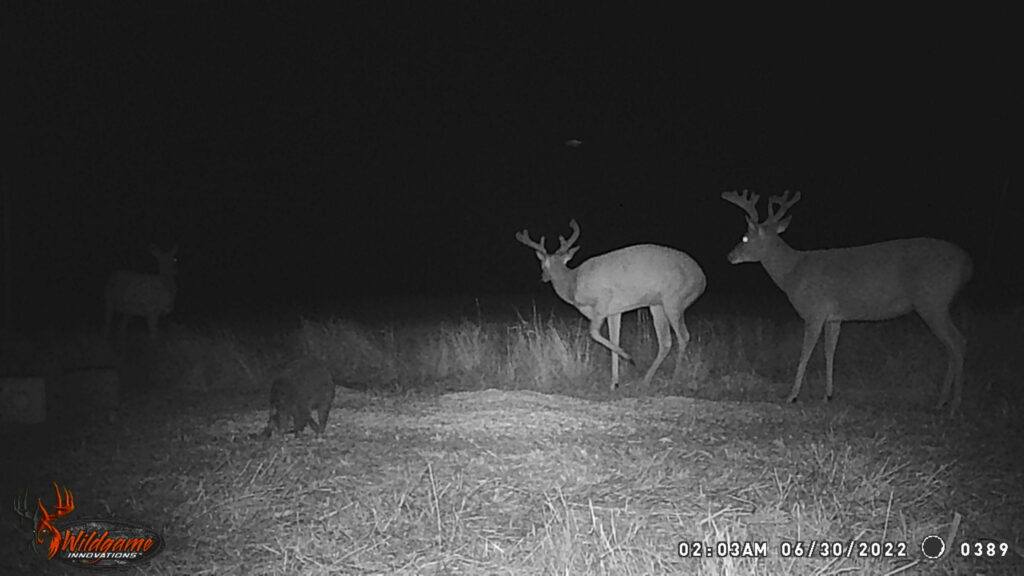 Whitetail Trail Cam Pics