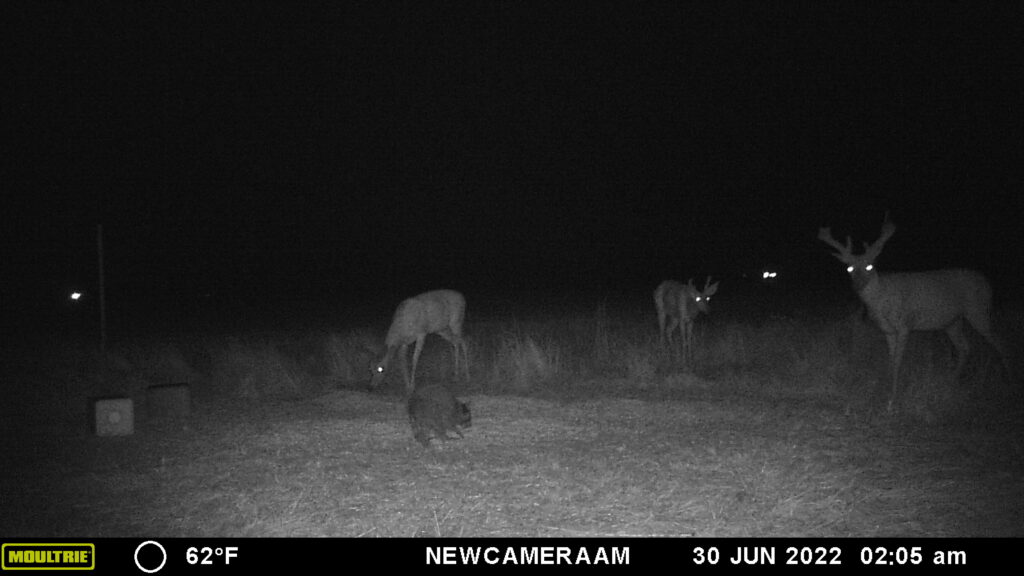 Whitetail Trail Cam Pics