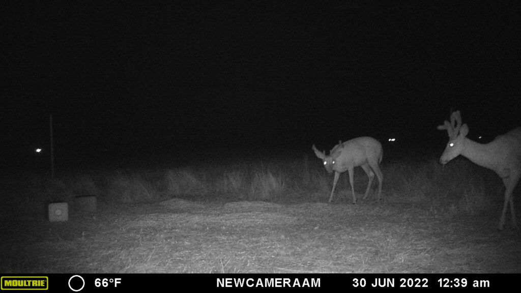 Whitetail Trail Cam Pics