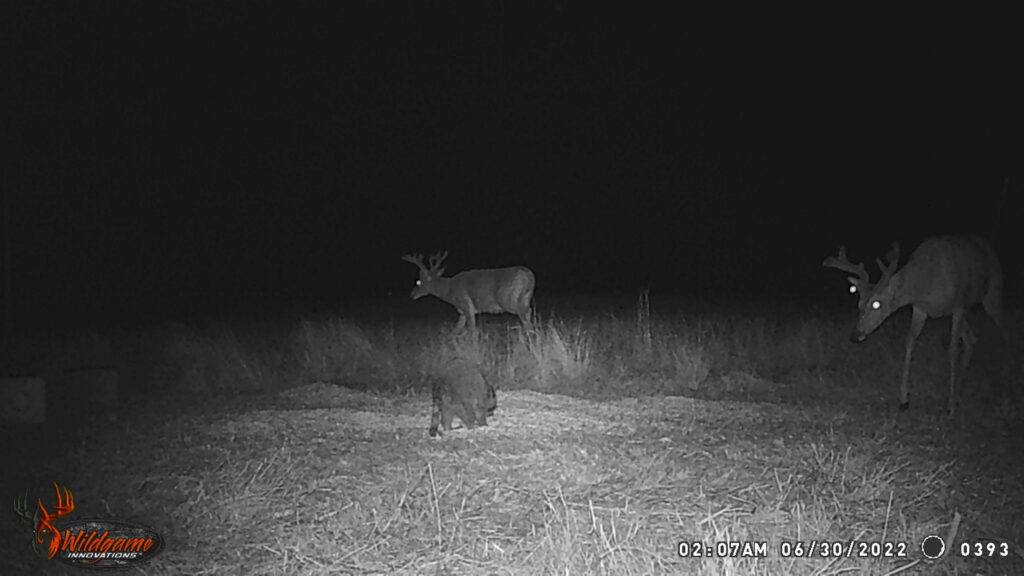 Whitetail Trail Cam Pics