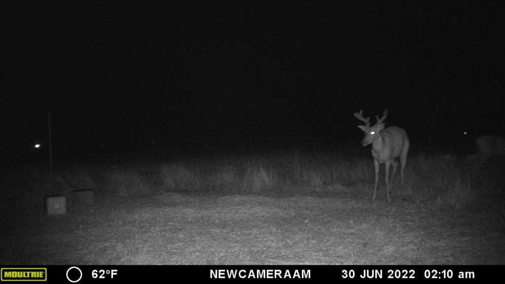 Whitetail Trail Cam Pics