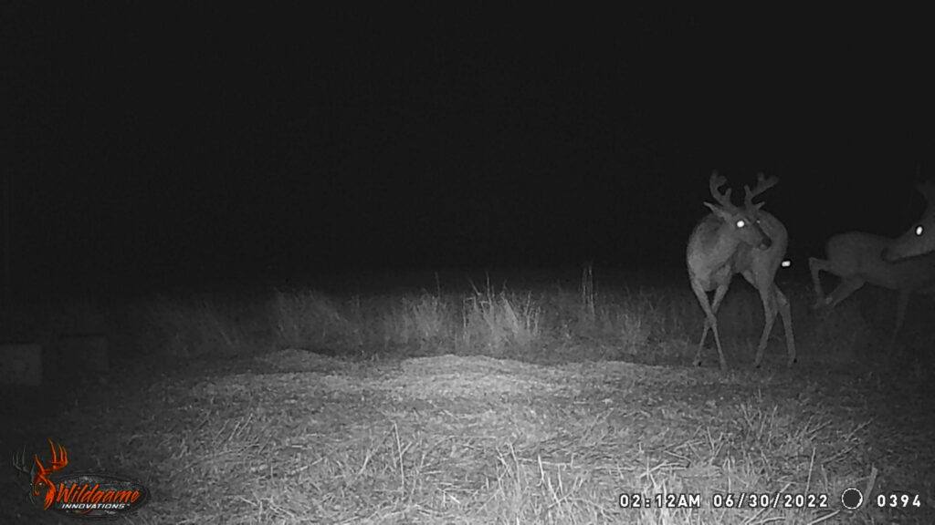 Whitetail Trail Cam Pics