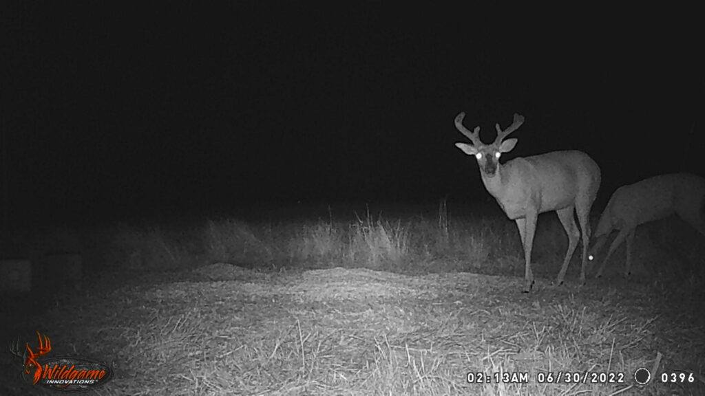 Whitetail Trail Cam Pics