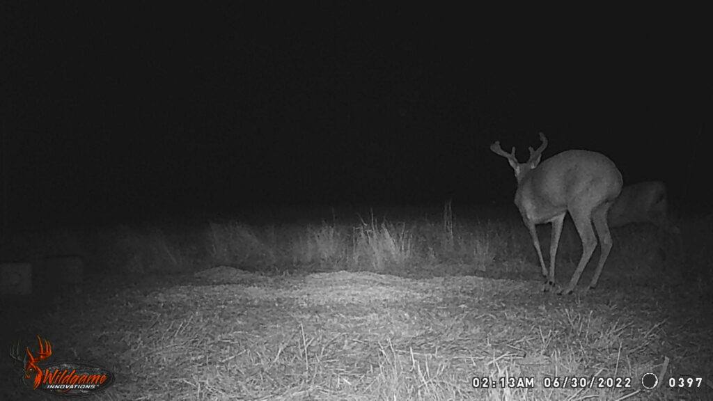 Whitetail Trail Cam Pics