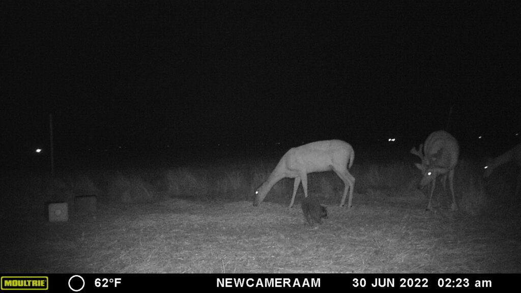 Whitetail Trail Cam Pics