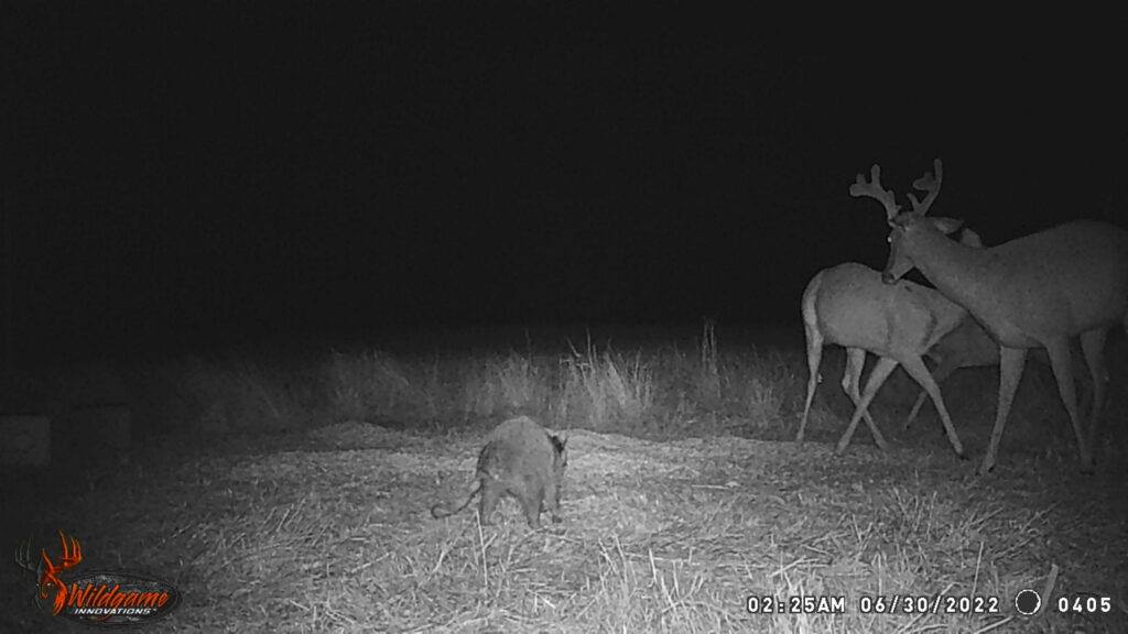 Whitetail Trail Cam Pics