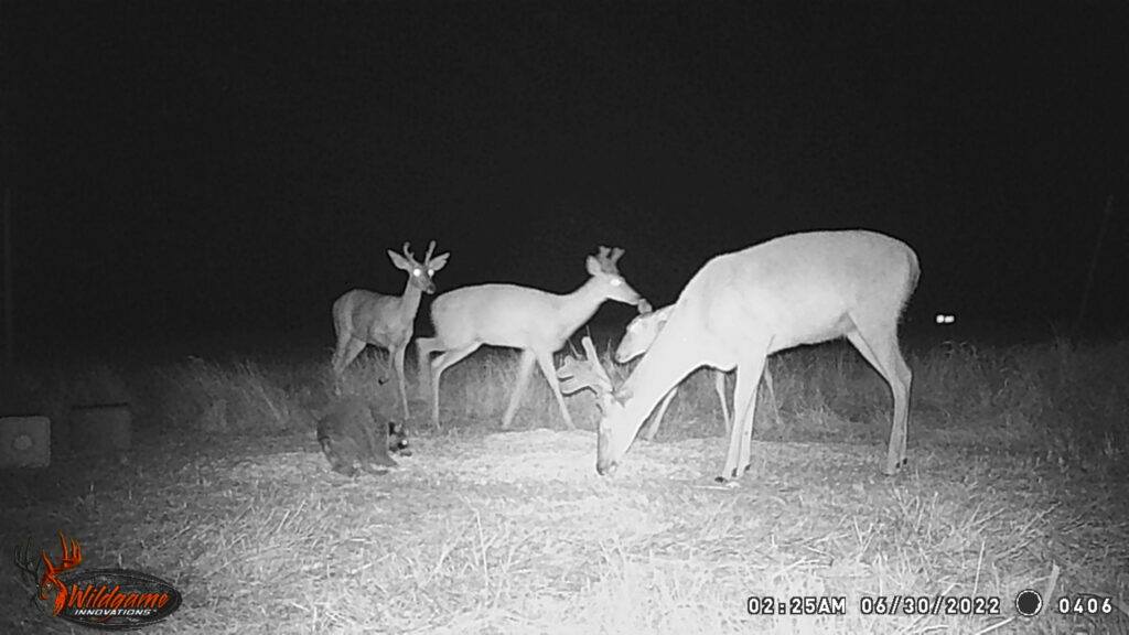 Whitetail Trail Cam Pics