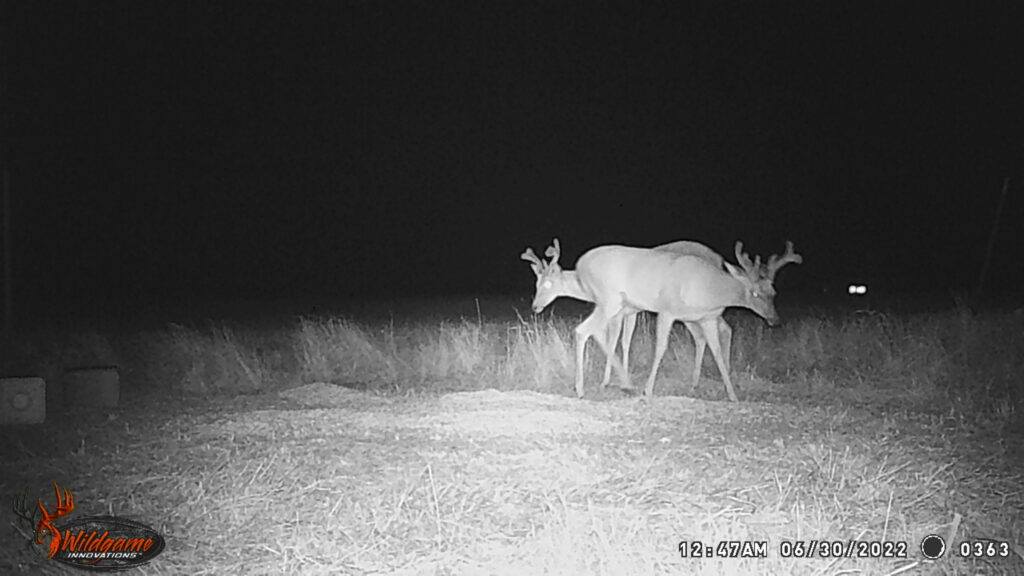 Whitetail Trail Cam Pics