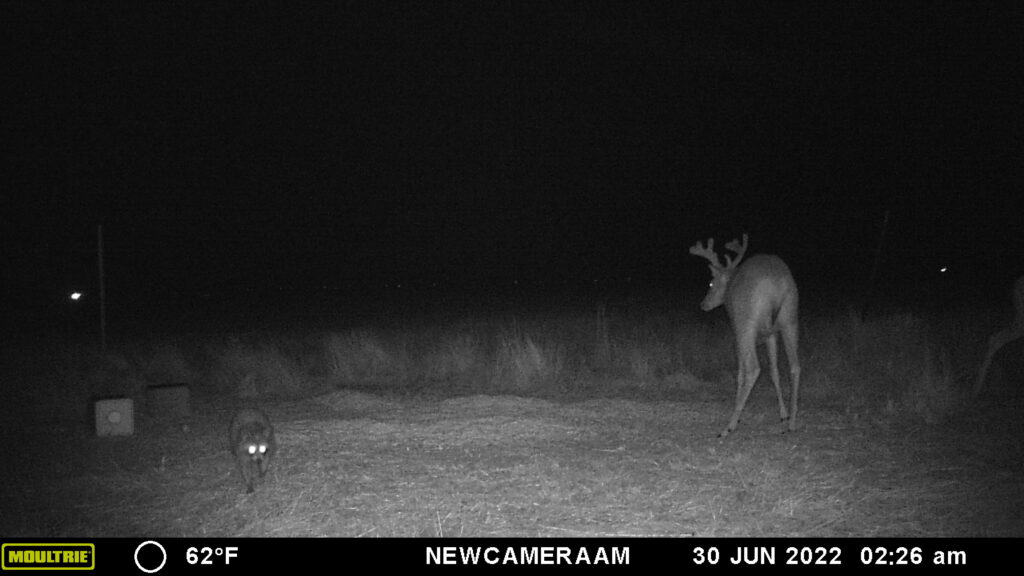 Whitetail Trail Cam Pics