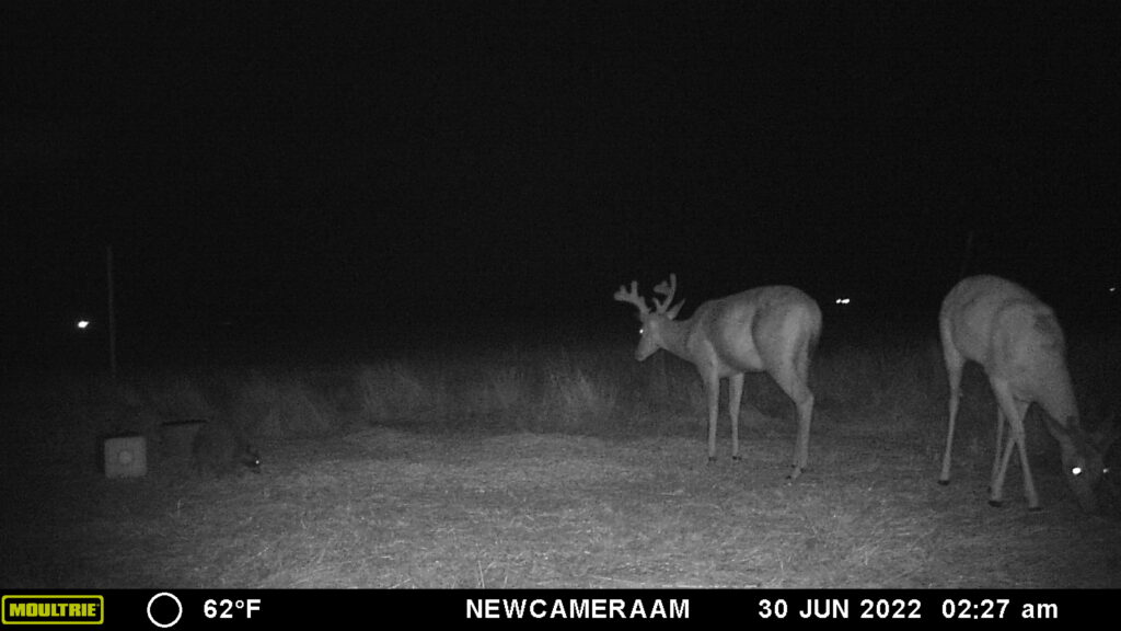 Whitetail Trail Cam Pics