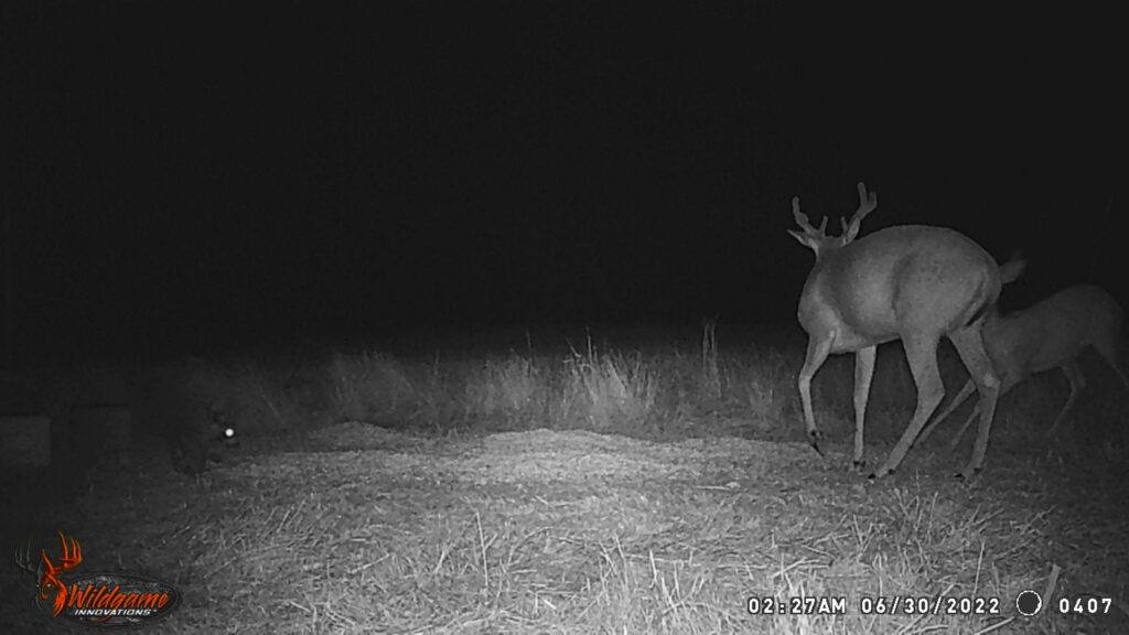 Whitetail Trail Cam Pics