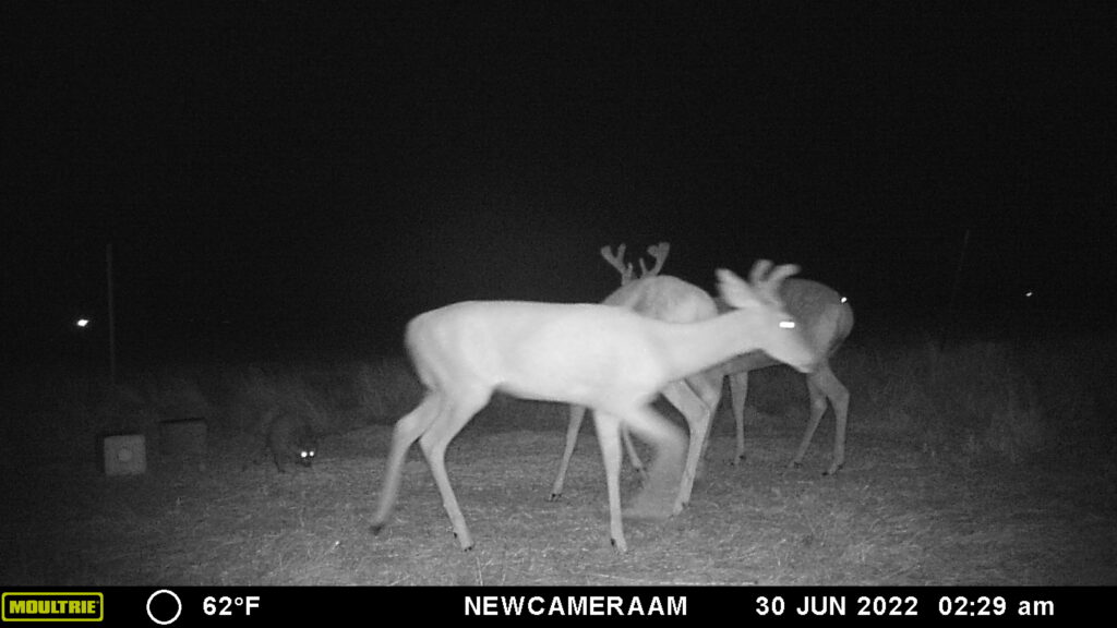 Whitetail Trail Cam Pics