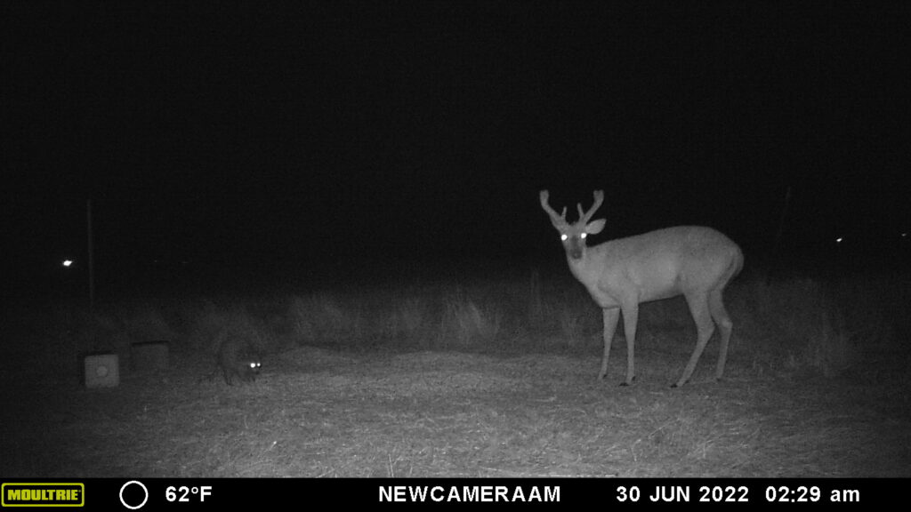 Whitetail Trail Cam Pics