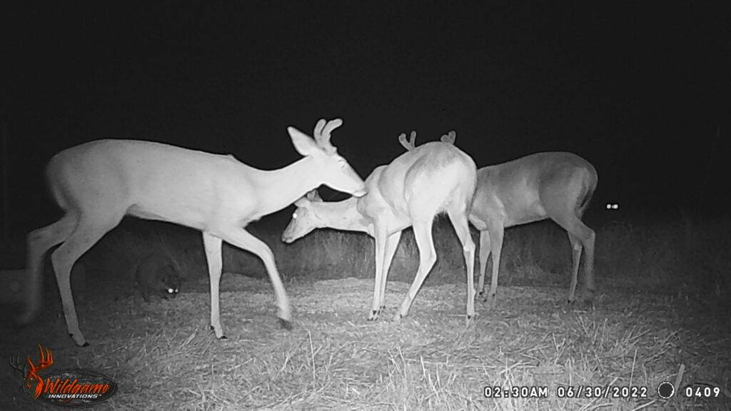 Whitetail Trail Cam Pics