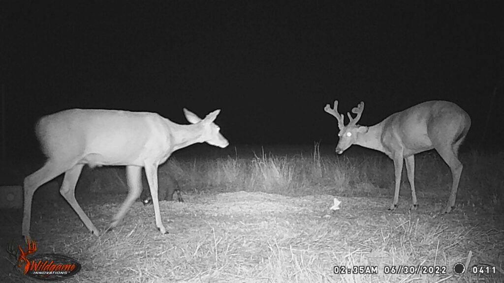 Whitetail Trail Cam Pics