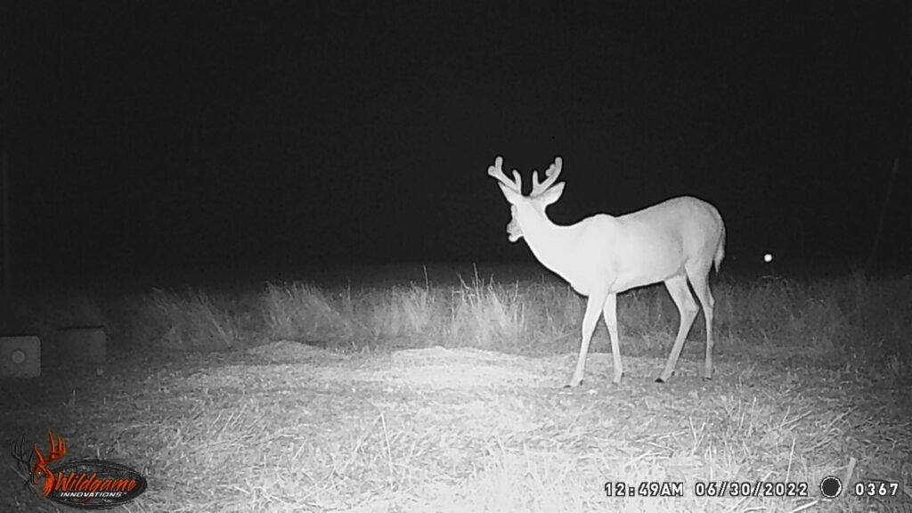 Whitetail Trail Cam Pics