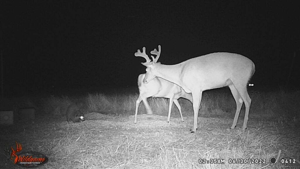 Whitetail Trail Cam Pics