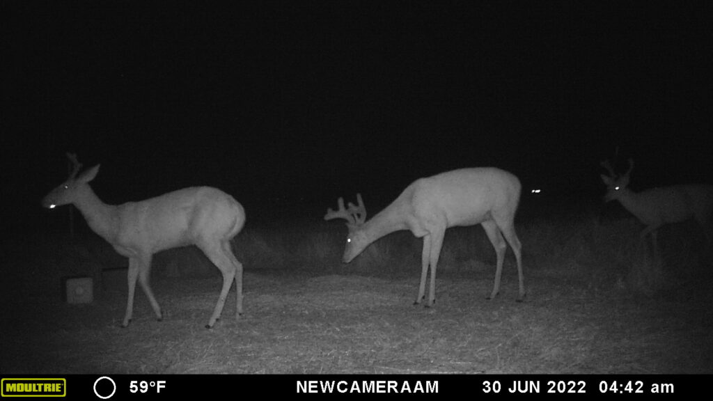 Whitetail Trail Cam Pics