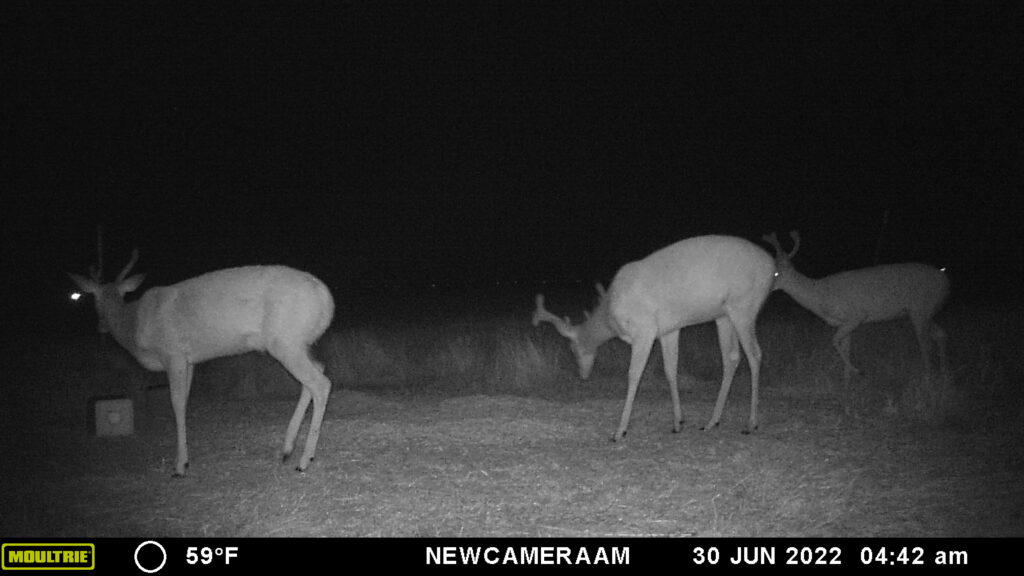 Whitetail Trail Cam Pics