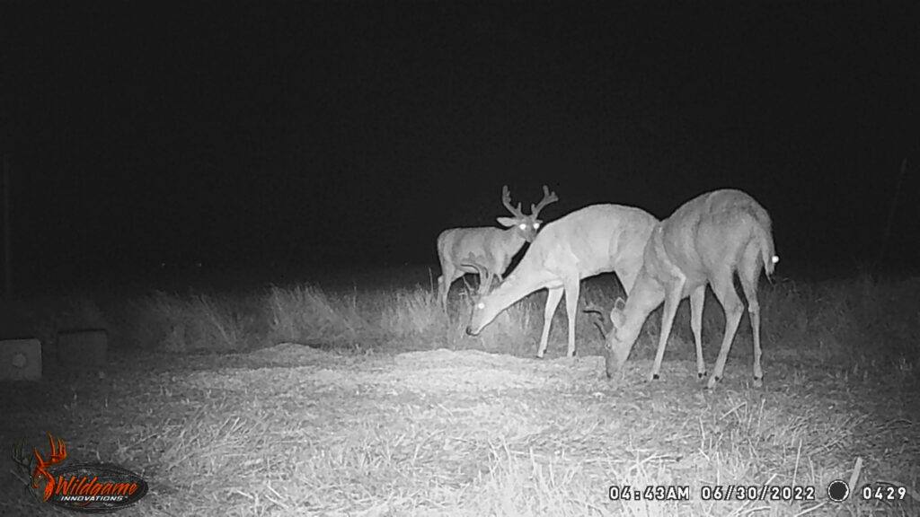 Whitetail Trail Cam Pics