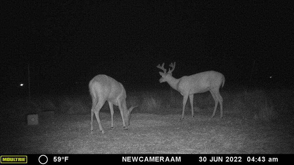 Whitetail Trail Cam Pics