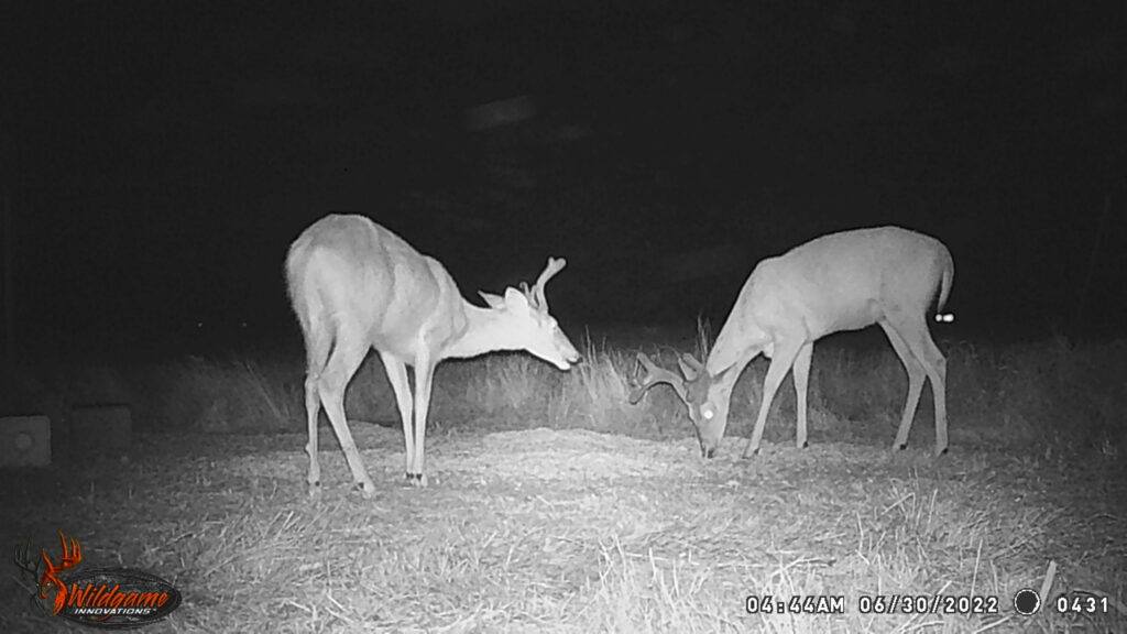 Whitetail Trail Cam Pics