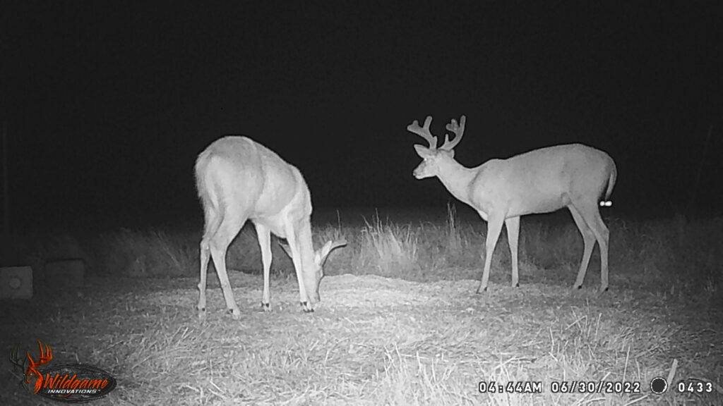 Whitetail Trail Cam Pics