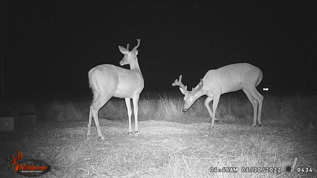 Whitetail Trail Cam Pics